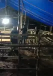 Team Jatanras Polres Gowa Bersama Inteldim 1409/Gowa Berhasil Lakukan Penggerebekan Arena Judi Sabung Ayam, Bola Guling dan Dadu di Desa Belabori Parangloe Gowa