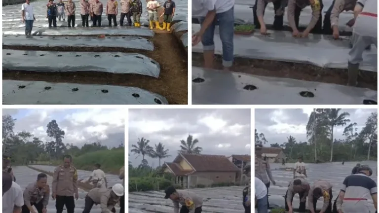 Polsek Pasirwangi Sulap Lahan Tak Produktif Jadi Kebun Cabai, 10 Ribu Bibit Ditanam Dukung Ketahanan Pangan