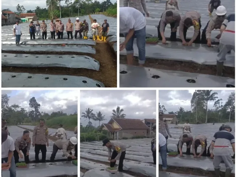 Polsek Pasirwangi Sulap Lahan Tak Produktif Jadi Kebun Cabai, 10 Ribu Bibit Ditanam Dukung Ketahanan Pangan