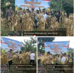 Panen Raya Jagung Kuartal II 2026 di Malangbong Berlangsung Aman dan Kondusif