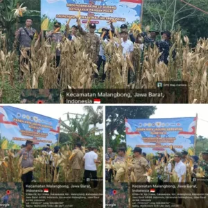 Panen Raya Jagung Kuartal II 2026 di Malangbong Berlangsung Aman dan Kondusif
