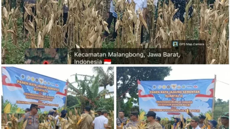 Panen Raya Jagung Kuartal II 2026 di Malangbong Berlangsung Aman dan Kondusif