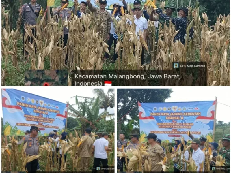 Panen Raya Jagung Kuartal II 2026 di Malangbong Berlangsung Aman dan Kondusif