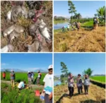 Cegah Gagal Panen, Kapolsek Sukawening Bersama Petani Gelar Gerakan Pengendalian Hama Tikus