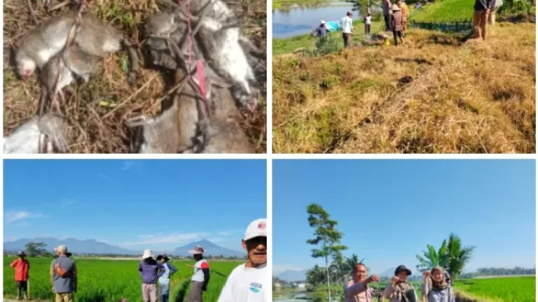 Cegah Gagal Panen, Kapolsek Sukawening Bersama Petani Gelar Gerakan Pengendalian Hama Tikus