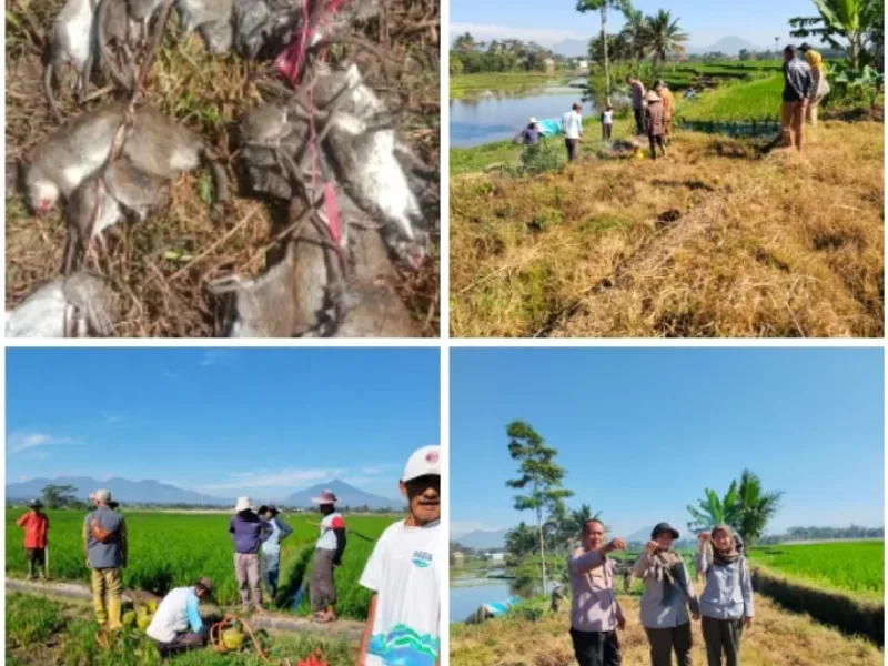 Cegah Gagal Panen, Kapolsek Sukawening Bersama Petani Gelar Gerakan Pengendalian Hama Tikus