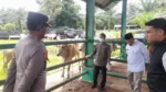 Polres Pasaman Barat Ajak Masyarakat Tingkatkan Kewaspadaan Pencurian Hewan Ternak Jelang Iduladha 1447 H