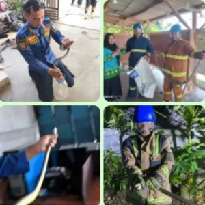 Siaga Saat Cuaca Panas, Disdamkar Garut Evakuasi Lima Ular Termasuk Dua King Kobra