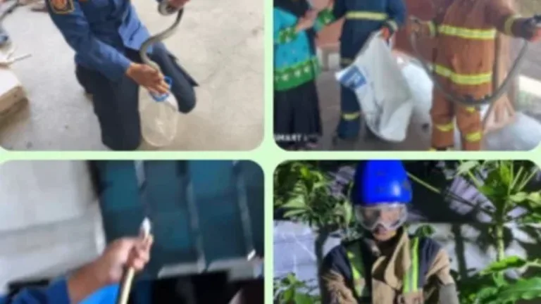 Siaga Saat Cuaca Panas, Disdamkar Garut Evakuasi Lima Ular Termasuk Dua King Kobra