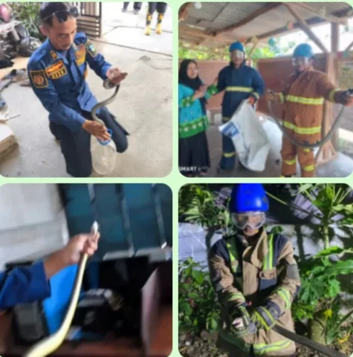 Siaga Saat Cuaca Panas, Disdamkar Garut Evakuasi Lima Ular Termasuk Dua King Kobra