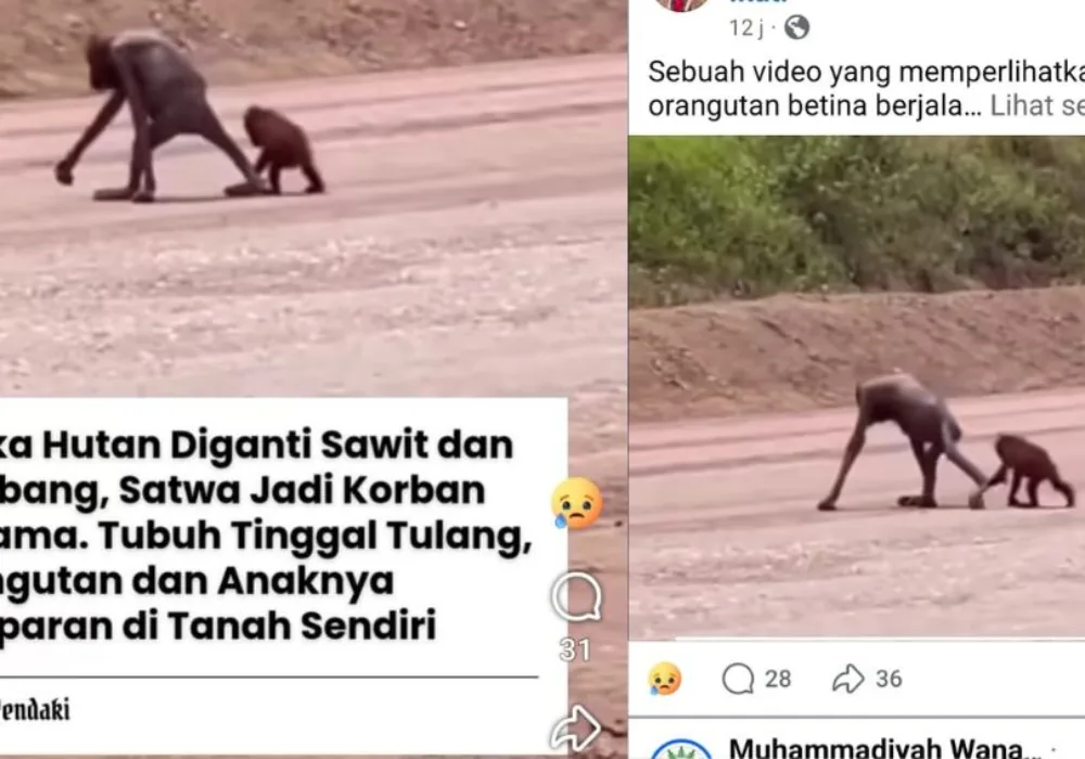Orangutan Kurus Viral di Kutai Timur, Publik Soroti Kerusakan Habitat