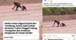 Orangutan Kurus Viral di Kutai Timur, Publik Soroti Kerusakan Habitat