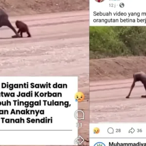 Orangutan Kurus Viral di Kutai Timur, Publik Soroti Kerusakan Habitat
