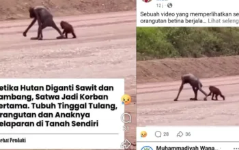 Orangutan Kurus Viral di Kutai Timur, Publik Soroti Kerusakan Habitat