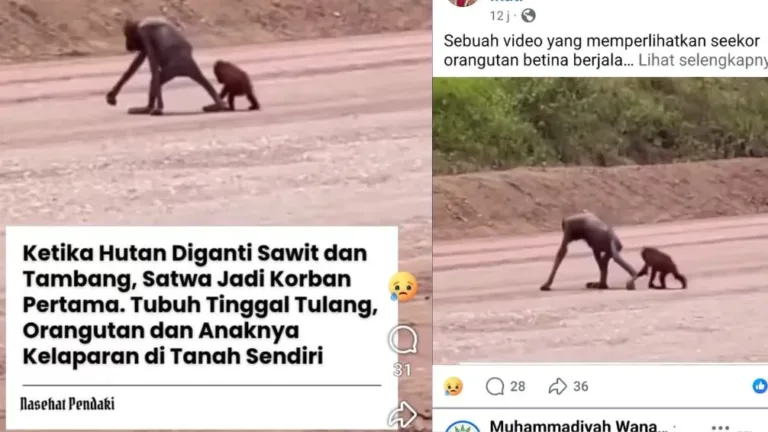 Orangutan Kurus Viral di Kutai Timur, Publik Soroti Kerusakan Habitat