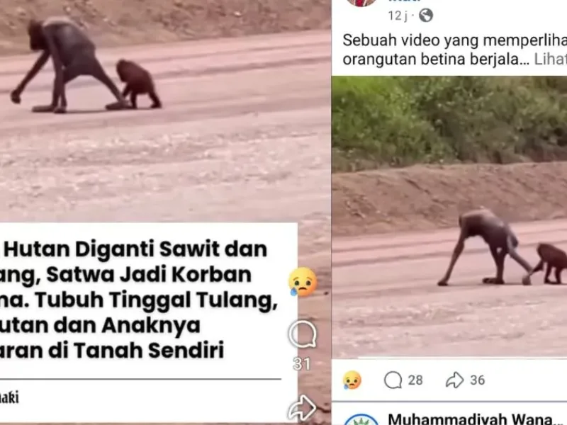 Orangutan Kurus Viral di Kutai Timur, Publik Soroti Kerusakan Habitat