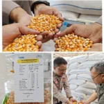 4 Ton Jagung Petani Cibalong Diserap Bulog, Polri Hadir Dukung Ketahanan Pangan