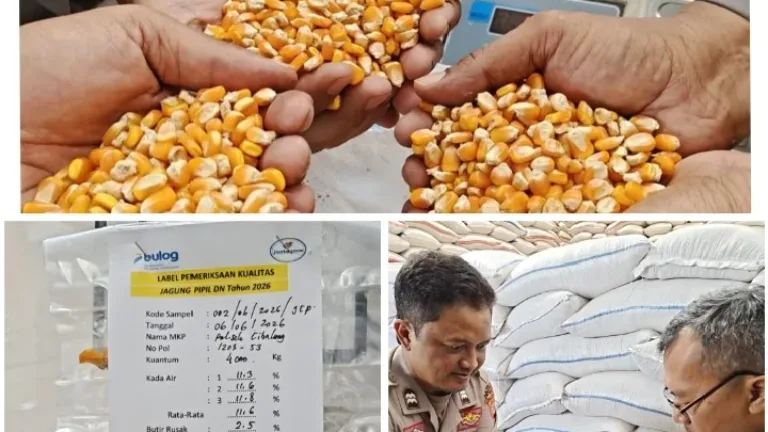 4 Ton Jagung Petani Cibalong Diserap Bulog, Polri Hadir Dukung Ketahanan Pangan