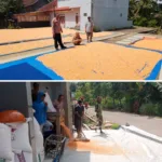 Perkuat Ketahanan Pangan Polri, BPP, Bulog dan Petani Bersatu Wujudkan Swasembada Jagung