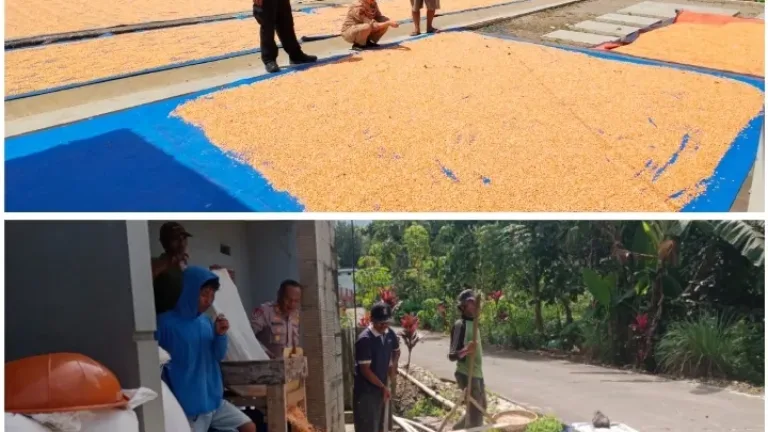 Perkuat Ketahanan Pangan Polri, BPP, Bulog dan Petani Bersatu Wujudkan Swasembada Jagung
