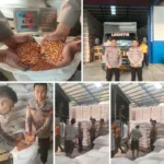 Polsek Caringin Kawal Penyerapan 4 Ton Jagung Hasil Panen Raya untuk Dukung Ketahanan Pangan Nasional
