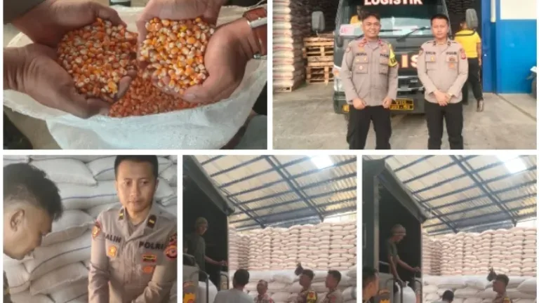 Polsek Caringin Kawal Penyerapan 4 Ton Jagung Hasil Panen Raya untuk Dukung Ketahanan Pangan Nasional