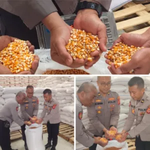 Polsek Pameungpeuk Dukung Ketahanan Pangan, Panen 4 Ton Jagung Hasil Pembinaan Kelompok Tani