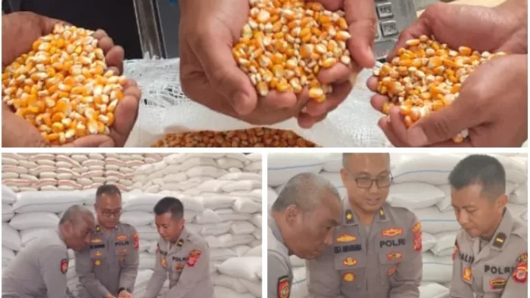 Polsek Pameungpeuk Dukung Ketahanan Pangan, Panen 4 Ton Jagung Hasil Pembinaan Kelompok Tani