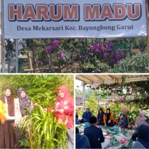 Stop Ketergantungan Pupuk! Kelompok Tani Harum Madu Garut Genjot Pembenihan Hanjeli