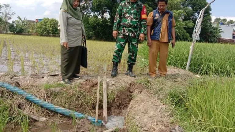 Babinsa Koramil 1409-01/Somba Opu Pantau Kondisi Padi Gadu di Samata, Antisipasi Kekeringan