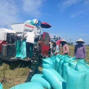 Dukung Ketahanan Pangan, Babinsa Koramil 05/Pallangga Kodim 1409/Gowa Dampingi Panen Raya di Kelurahan Tetebatu