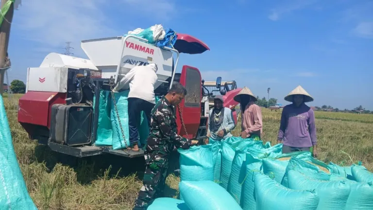 Dukung Ketahanan Pangan, Babinsa Koramil 05/Pallangga Kodim 1409/Gowa Dampingi Panen Raya di Kelurahan Tetebatu