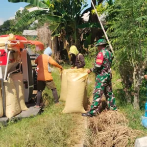 Sukseskan Penyerapan Gabah, Babinsa Koramil Pallangga Kodim 1409/Gowa Pantau Langsung Panen Petani Gunakan Combine