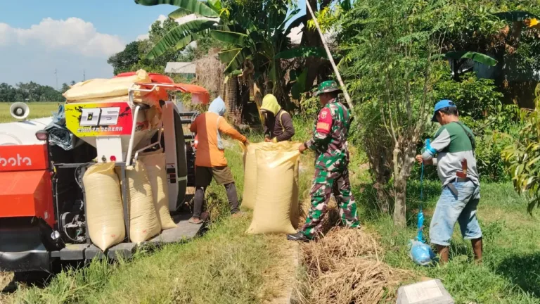 Sukseskan Penyerapan Gabah, Babinsa Koramil Pallangga Kodim 1409/Gowa Pantau Langsung Panen Petani Gunakan Combine