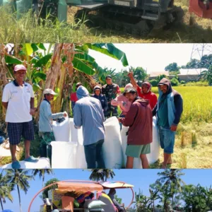 Perkuat Kemanunggalan TNI-Rakyat, Babinsa Koramil 1409-08/Bontonompo Dampingi Panen Padi Dengan Mesin Combine