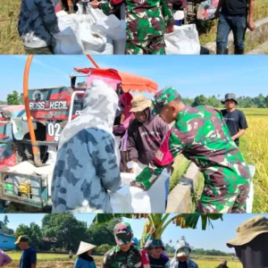 Dukung Swasembada Pangan, Babinsa Koramil 1409-05/Pallangga Dampingi Panen Padi Poktan Bontoku’ru