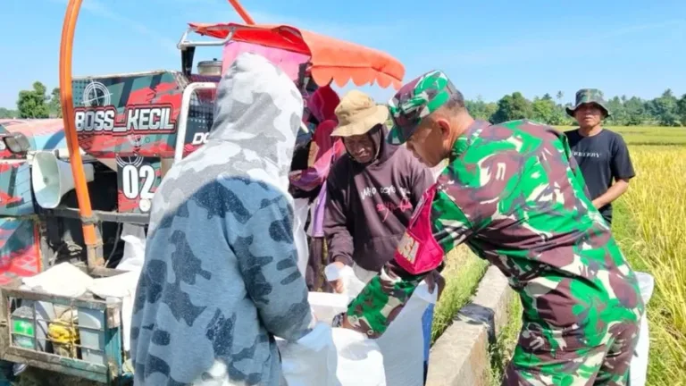 Dukung Swasembada Pangan, Babinsa Koramil 1409-05/Pallangga Dampingi Panen Padi Poktan Bontoku’ru