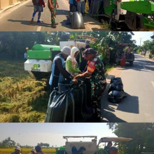 Dukung Ketahanan Pangan, Babinsa Koramil Bontonompo Kodim 1409/Gowa Dampingi Panen dan Serap GKP di Desa Barembeng