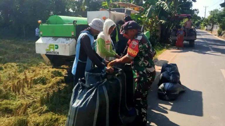 Dukung Ketahanan Pangan, Babinsa Koramil Bontonompo Kodim 1409/Gowa Dampingi Panen dan Serap GKP di Desa Barembeng
