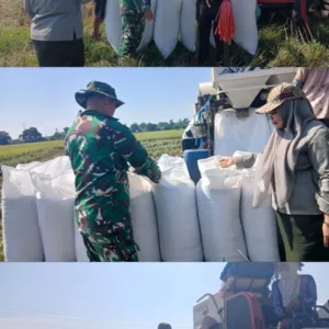 Jaga Stabilitas Pangan Daerah, Kodim 1409/Gowa Dampingi Proses Panen Padi Warga Pallangga