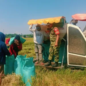 Dukung Swasembada Pangan, Babinsa Koramil 1409-08/Bontonompo Dampingi Panen Padi Poktan Tamallaeng