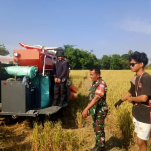 Panen Raya, Babinsa Kodim 1409/Gowa Kawal Panen Padi Seluas 5 Hektar di Desa Barembeng: Hasilkan 30 Ton GKP