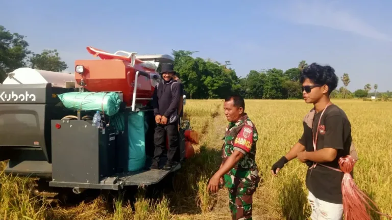 Panen Raya, Babinsa Kodim 1409/Gowa Kawal Panen Padi Seluas 5 Hektar di Desa Barembeng: Hasilkan 30 Ton GKP