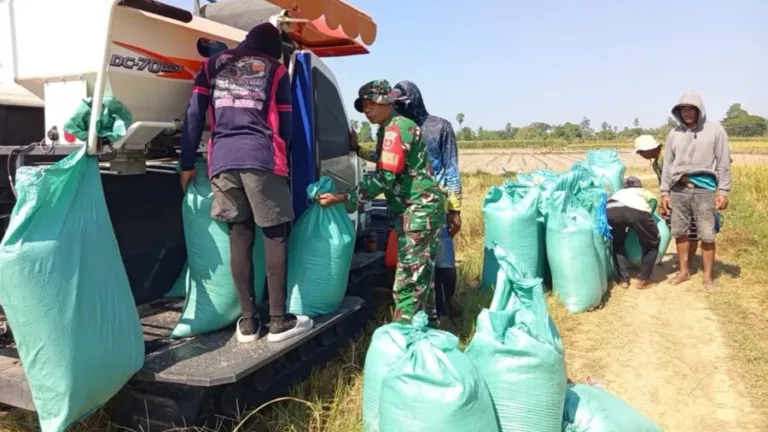 Kawal Swasembada Pangan, Babinsa Koramil 1409-08/Bontonompo Terjun Langsung Panen Padi di Desa Bategulung