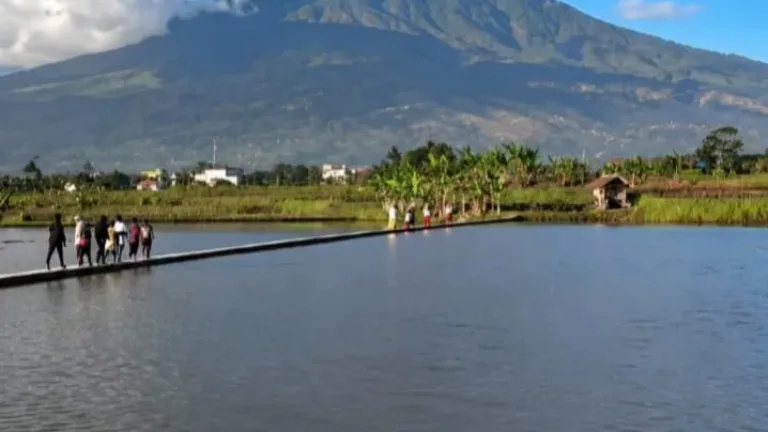 Pesona Sawah Rancamaya Sukabakti Memikat Ribuan Wisatawan, Hamparan Hijau Berlatar Gunung Cikuray Jadi Destinasi Viral
