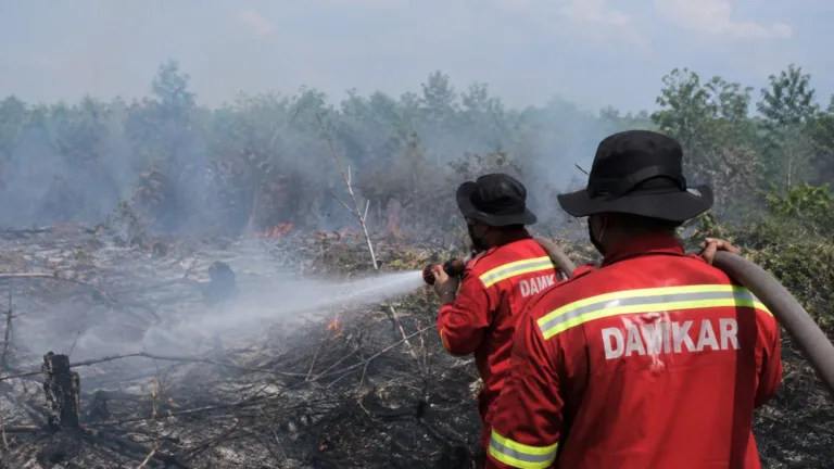 6 Provinsi Dipantau Ketat Pemerintah karena Rawan Kebakaran Hutan