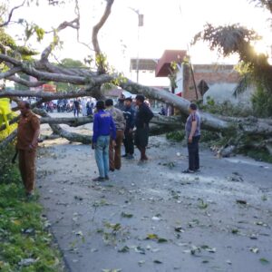 Pohon Tumbang Di KM 12 Jalan Raya Bukittingi Payakumbuh ,Seorang Pengendara Luka Ringan