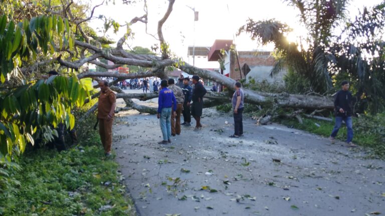 Pohon Tumbang Di KM 12 Jalan Raya Bukittingi Payakumbuh ,Seorang Pengendara Luka Ringan