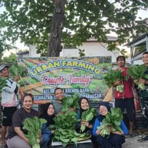Babinsa Balang Baru Bersama RT/RW Panen Sawi dari Lahan Urban Farming, Dorong Ketahanan Pangan Warga