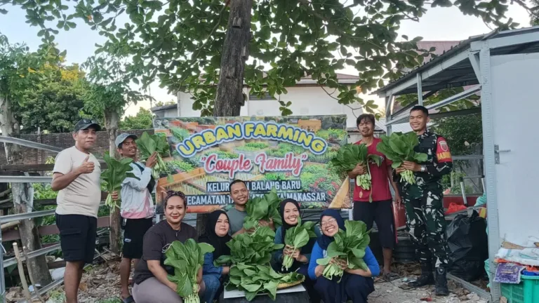 Babinsa Balang Baru Bersama RT/RW Panen Sawi dari Lahan Urban Farming, Dorong Ketahanan Pangan Warga